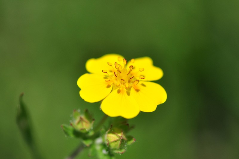 Potentilla fulgens photo 6