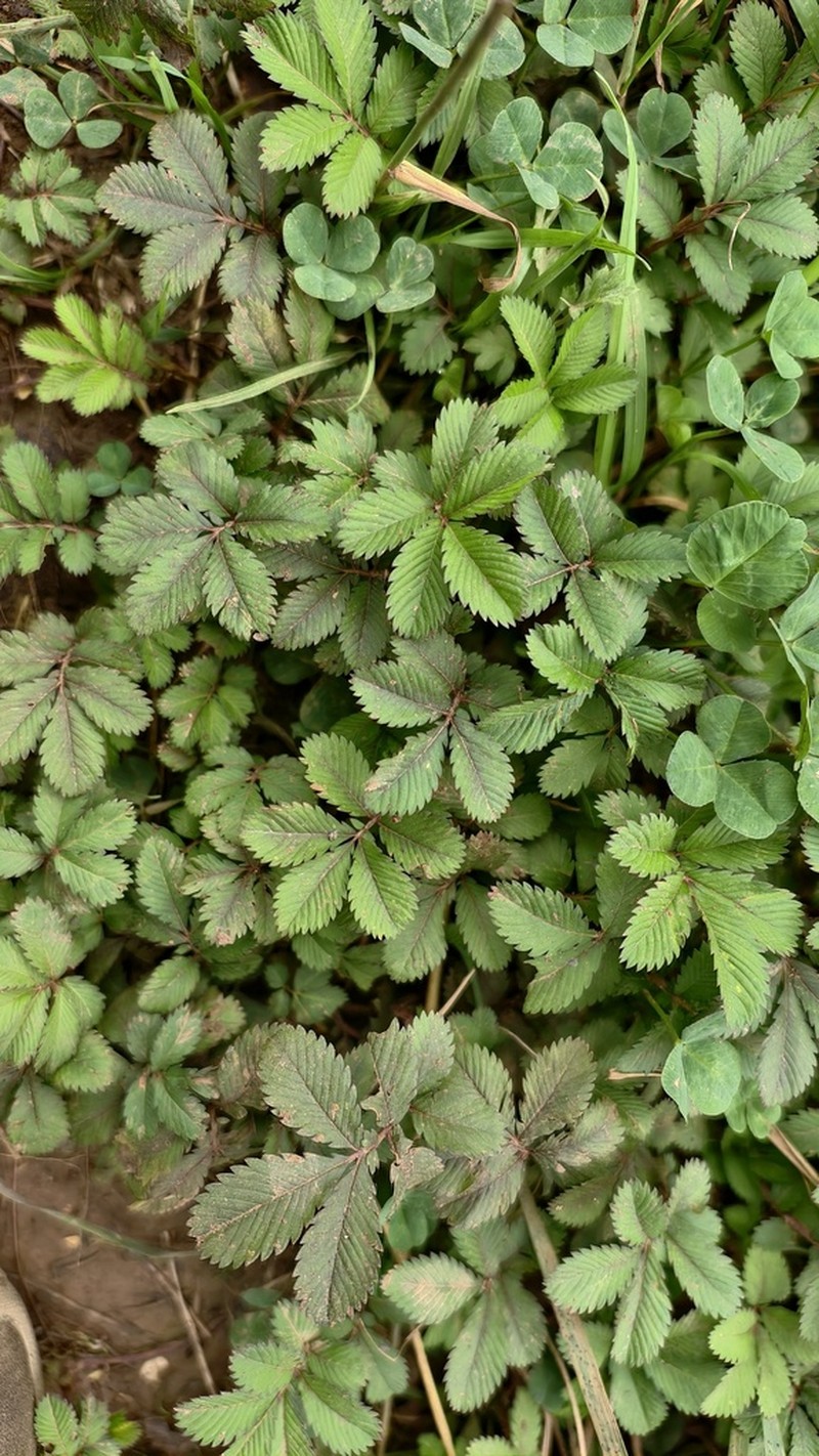 Potentilla fulgens photo 8