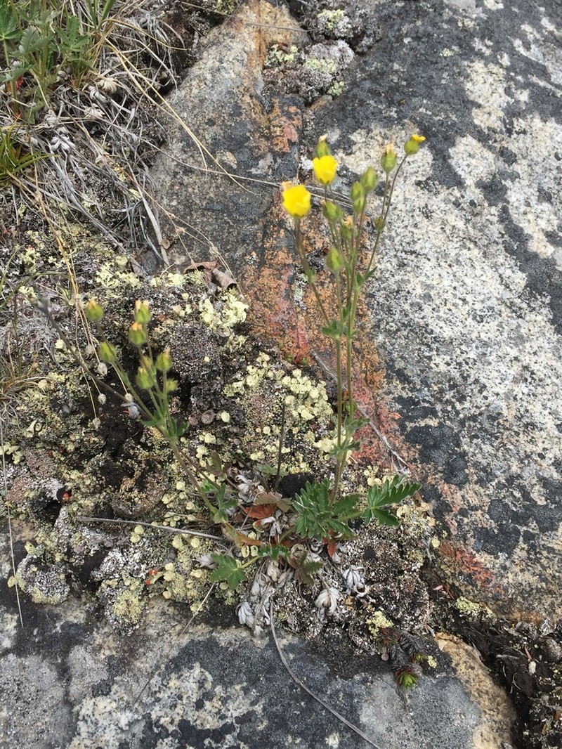 Forked Cinquefoil