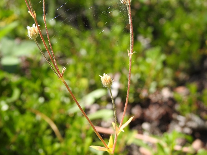 Forked Cinquefoil photo 2