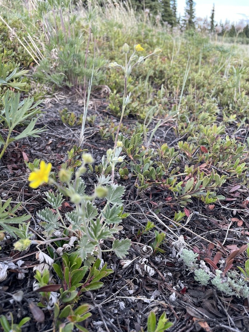 Forked Cinquefoil photo 3