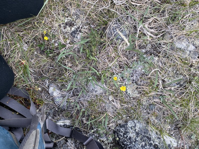 Forked Cinquefoil photo 4