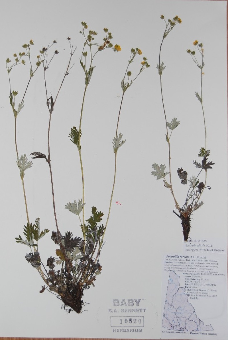 Forked Cinquefoil photo 8