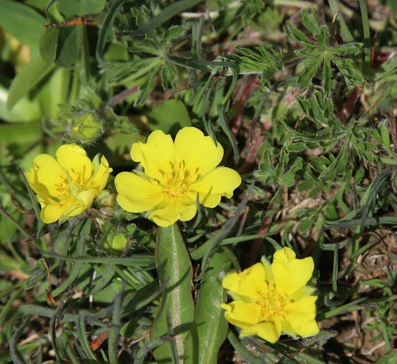 Potentilla geranioides