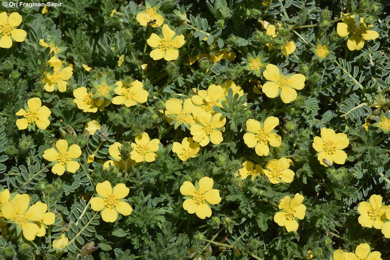 Potentilla geranioides photo 2