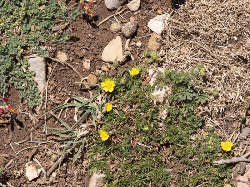 Potentilla geranioides photo 3