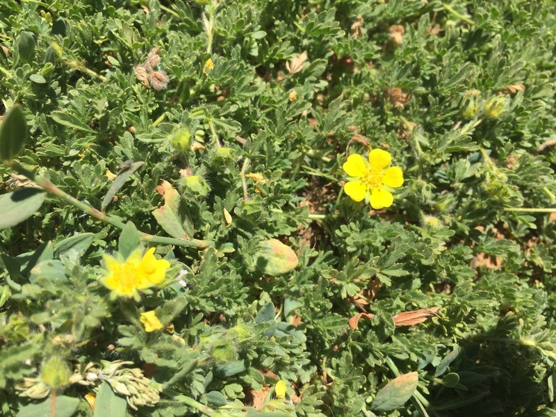 Potentilla geranioides photo 4