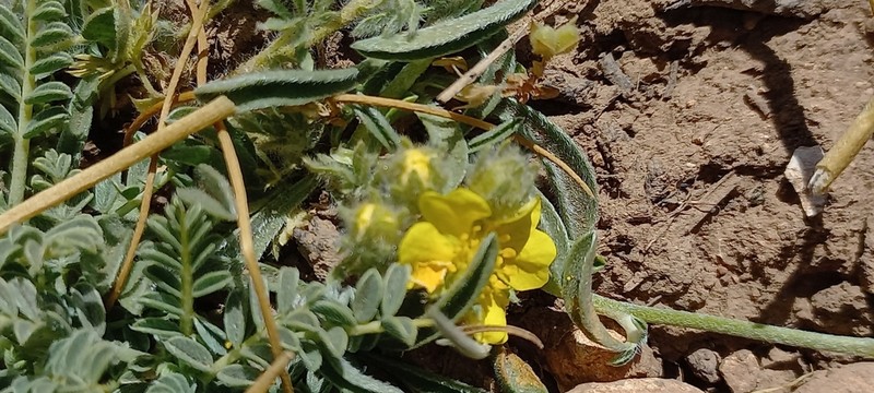 Potentilla geranioides photo 5