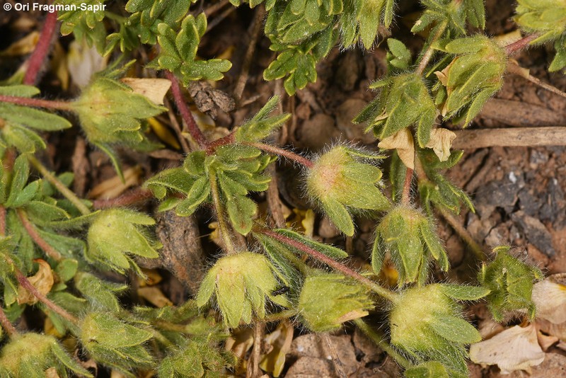 Potentilla geranioides photo 6