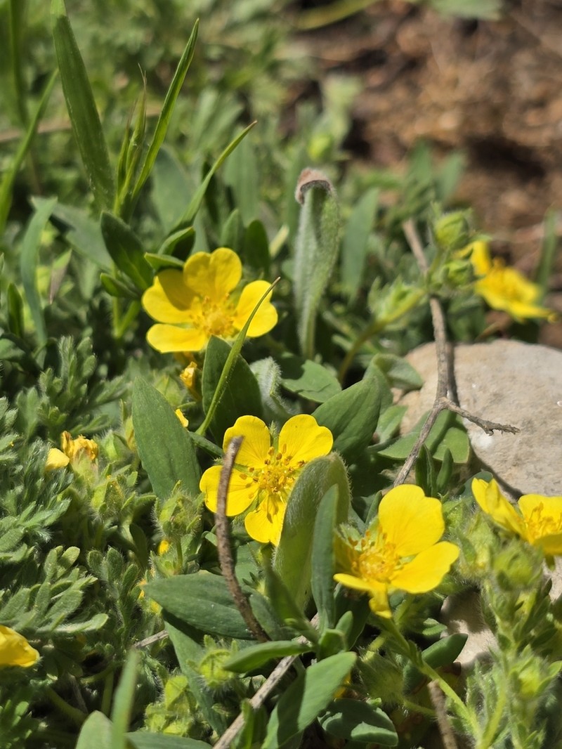 Potentilla geranioides photo 7