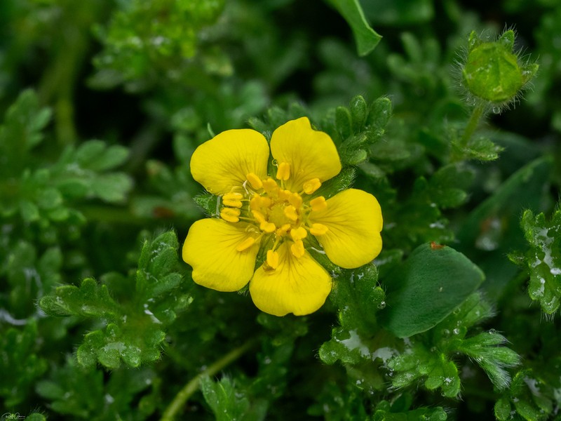 Potentilla geranioides photo 8