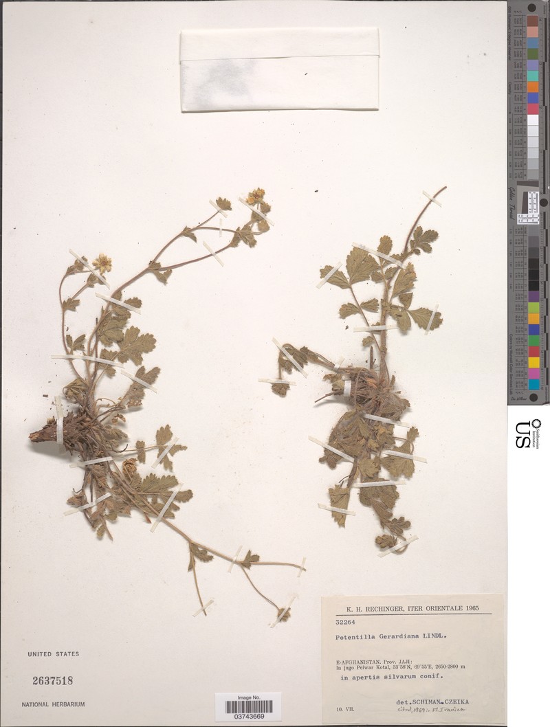 Potentilla gerardiana