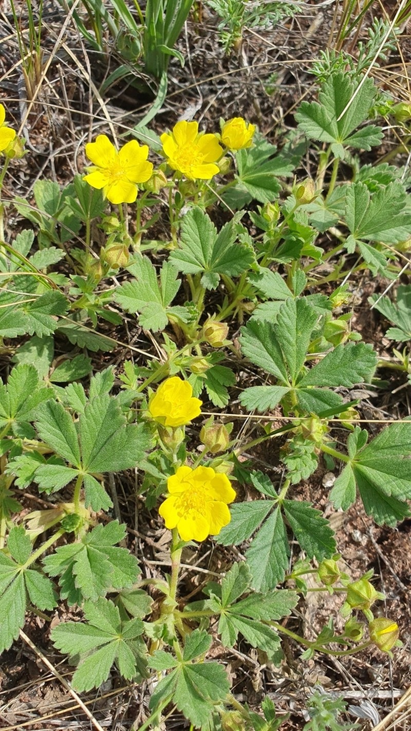Potentilla glaucescens