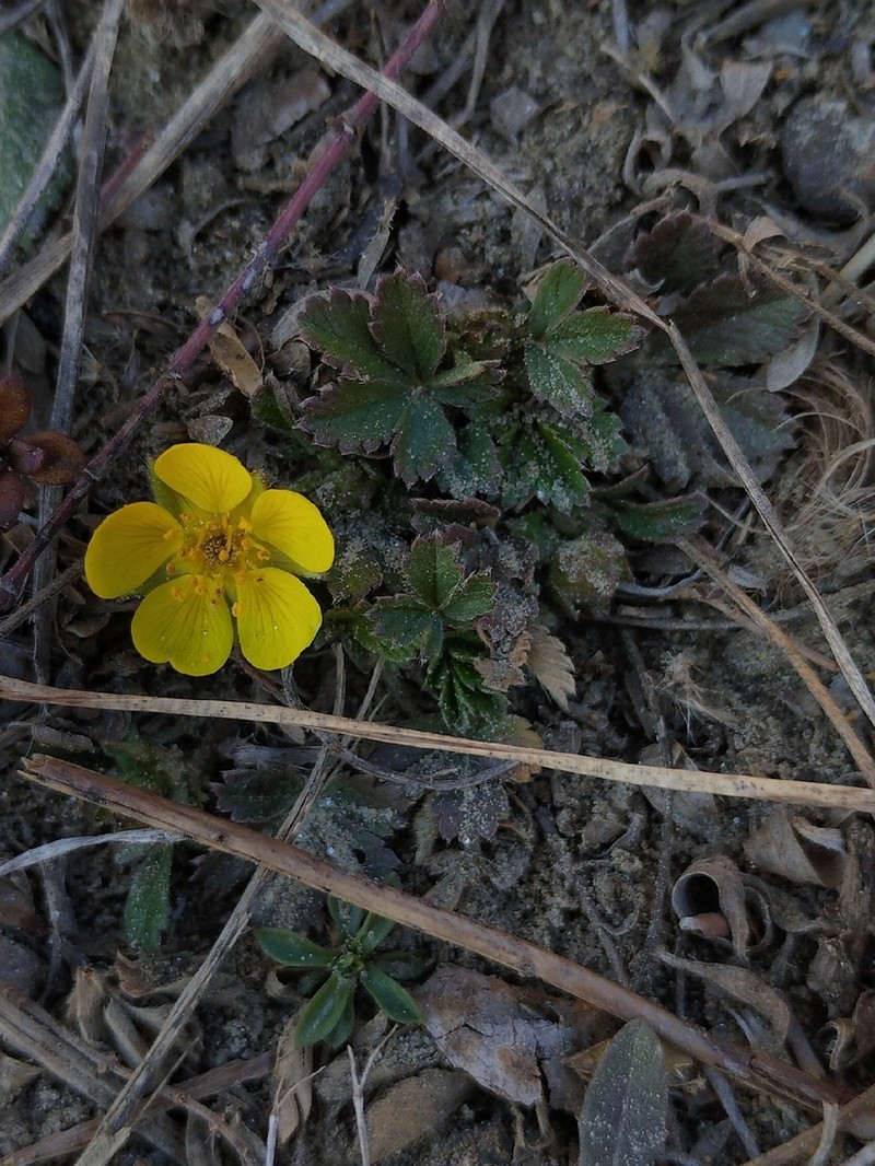 Potentilla glaucescens photo 2