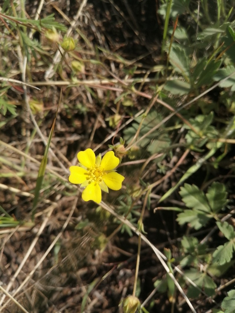 Potentilla glaucescens photo 3