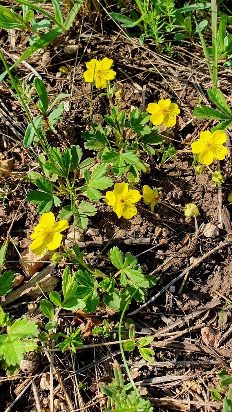 Potentilla glaucescens photo 4