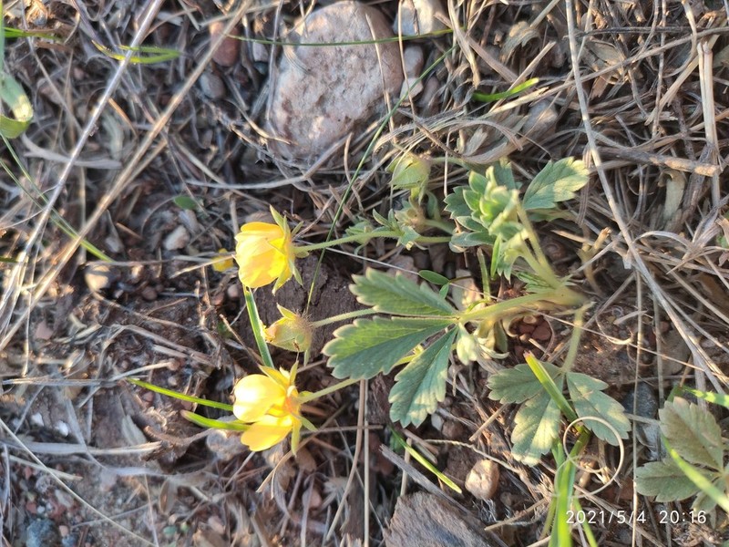 Potentilla glaucescens photo 5
