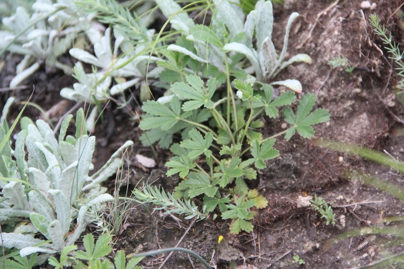 Potentilla glaucescens photo 6