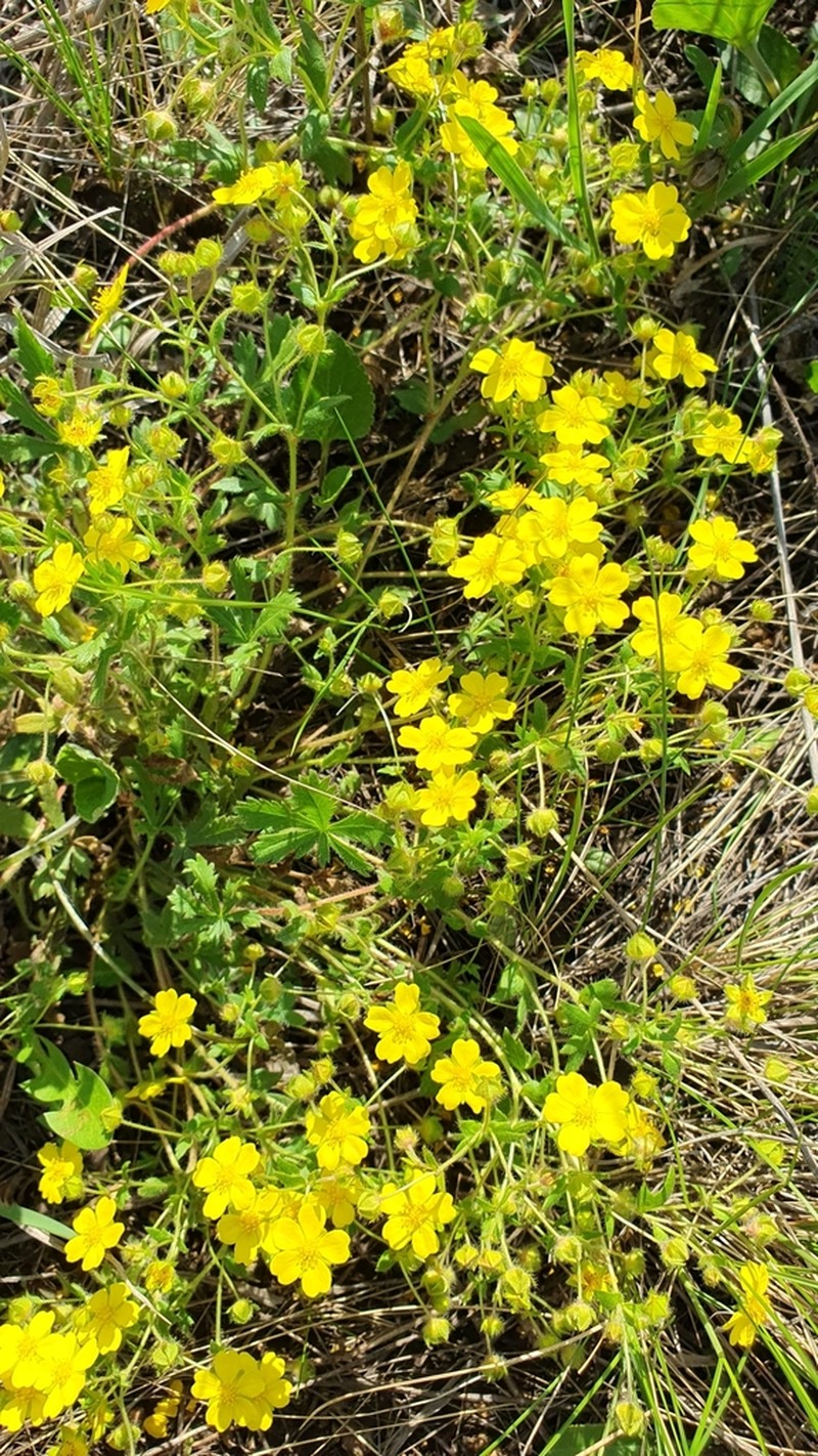 Potentilla glaucescens photo 7