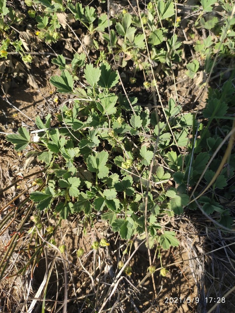 Potentilla glaucescens photo 8