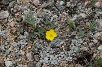 Potentilla glaucophylla