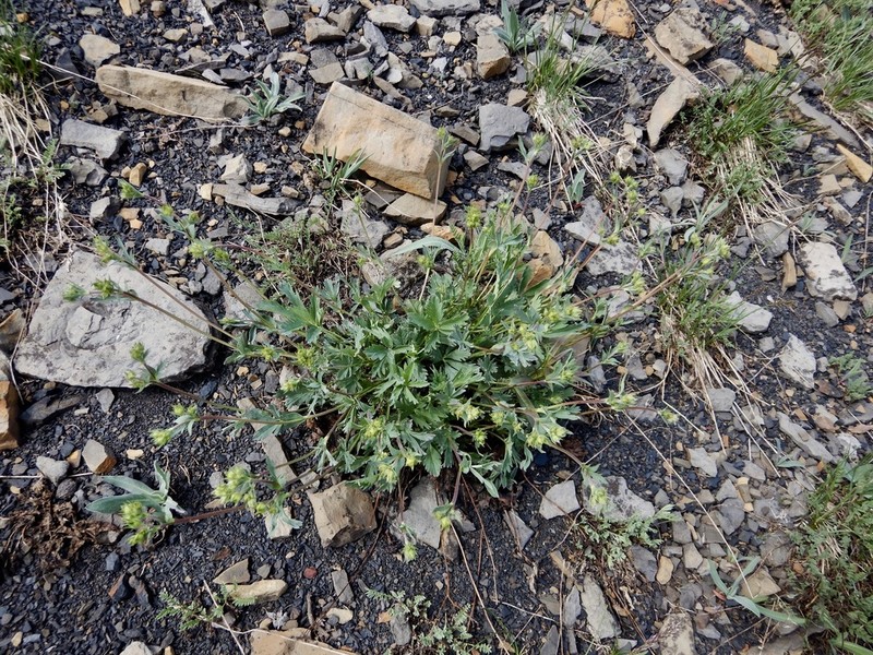 Potentilla glaucophylla photo 2