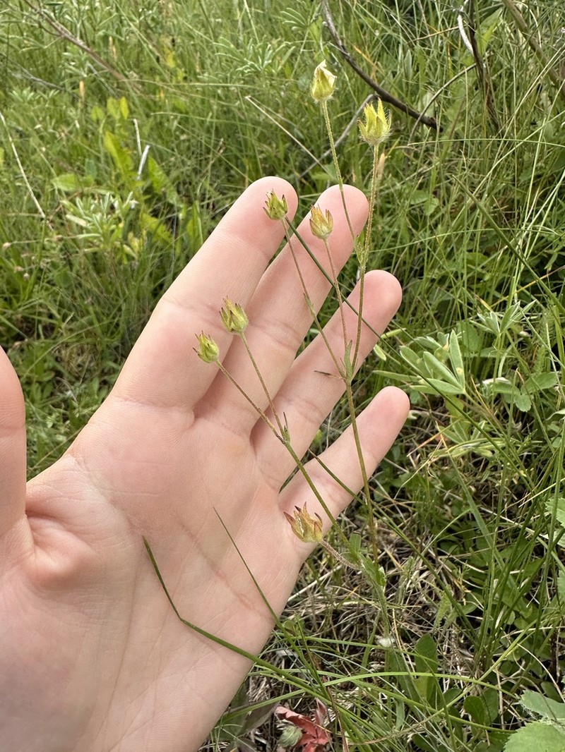Potentilla glaucophylla photo 3