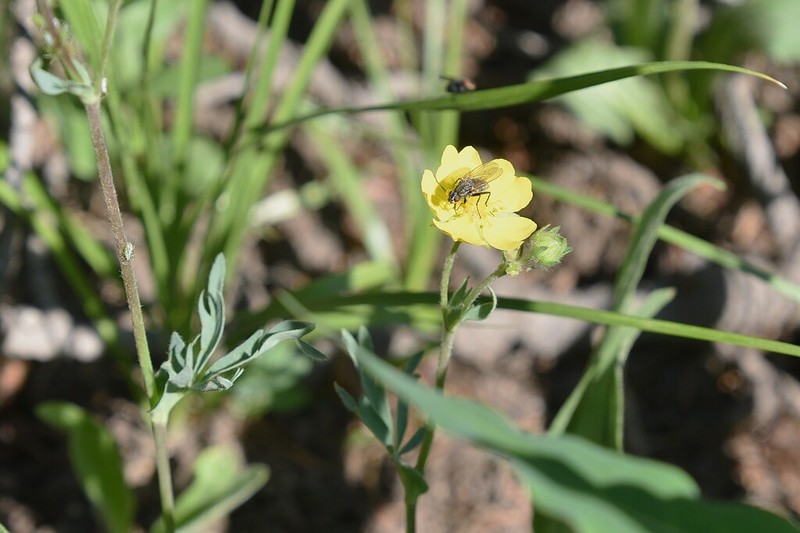 Potentilla glaucophylla photo 4