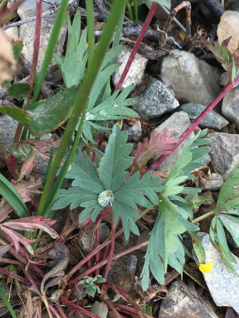 Potentilla glaucophylla photo 5