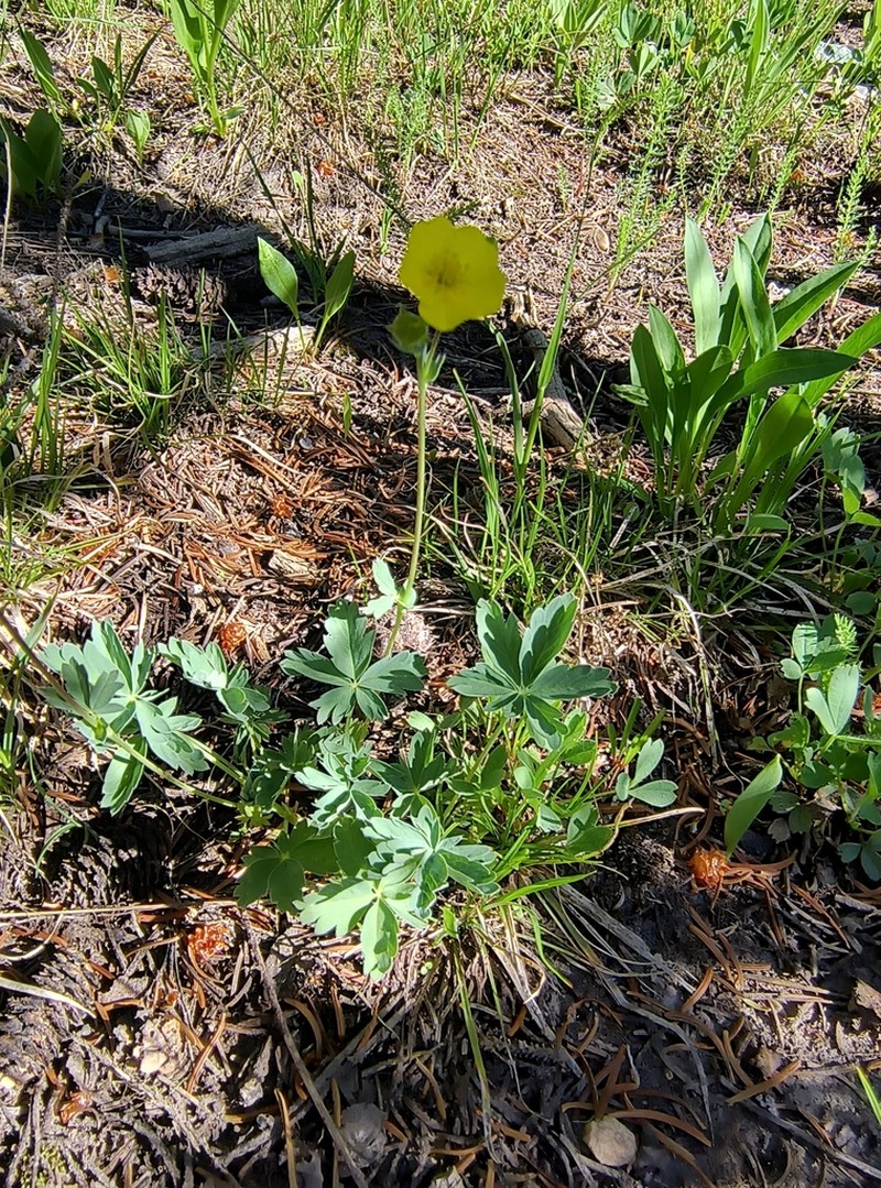 Potentilla glaucophylla photo 6