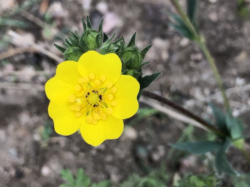 Potentilla glaucophylla photo 7