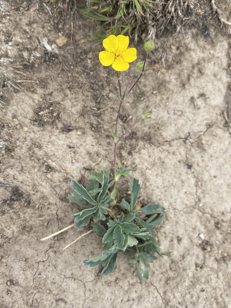 Potentilla glaucophylla photo 8