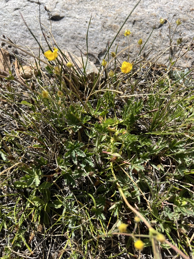 Potentilla glaucophylla var. glaucophylla