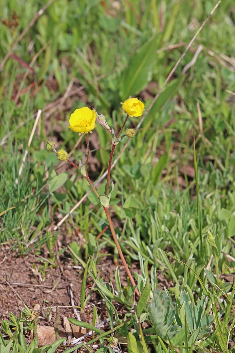 Potentilla glaucophylla var. glaucophylla photo 2