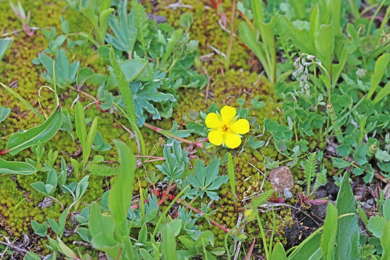 Potentilla glaucophylla var. glaucophylla photo 3