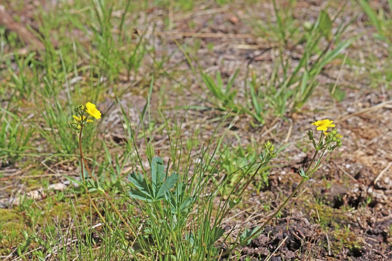 Potentilla glaucophylla var. glaucophylla photo 4