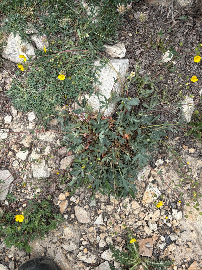 Potentilla glaucophylla var. glaucophylla photo 5