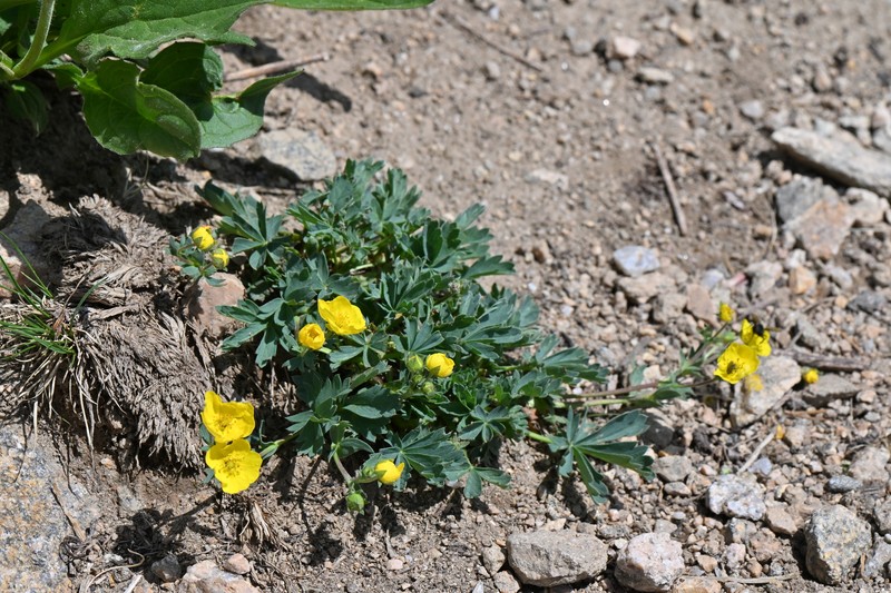 Potentilla glaucophylla var. glaucophylla photo 6
