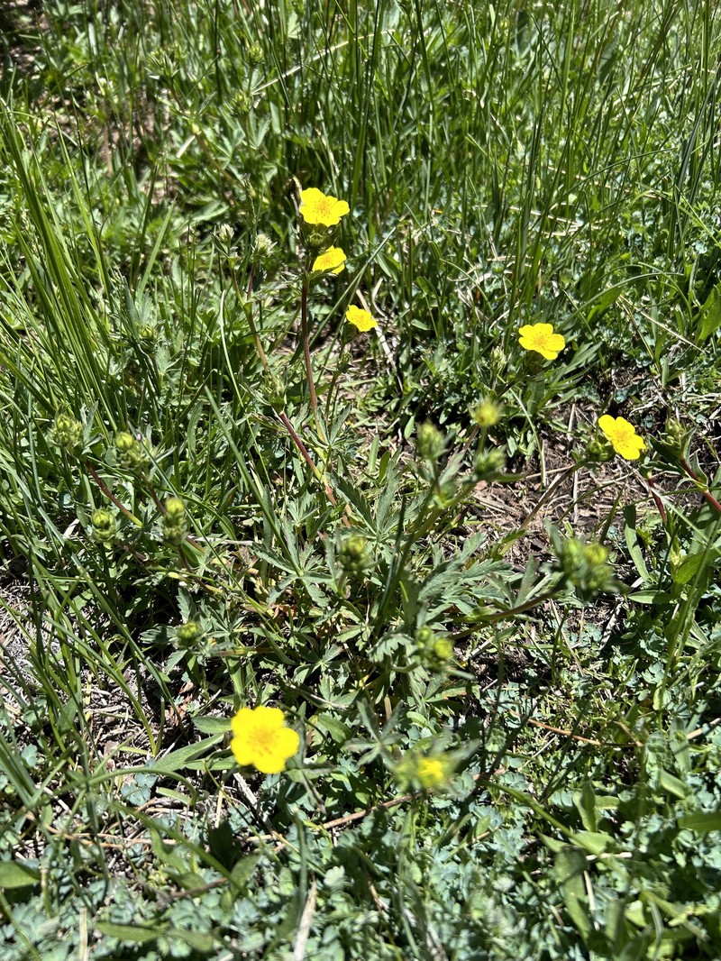Potentilla glaucophylla var. glaucophylla photo 7