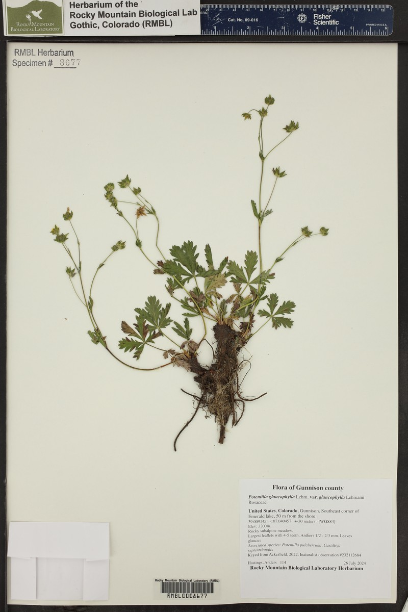 Potentilla glaucophylla var. glaucophylla photo 8