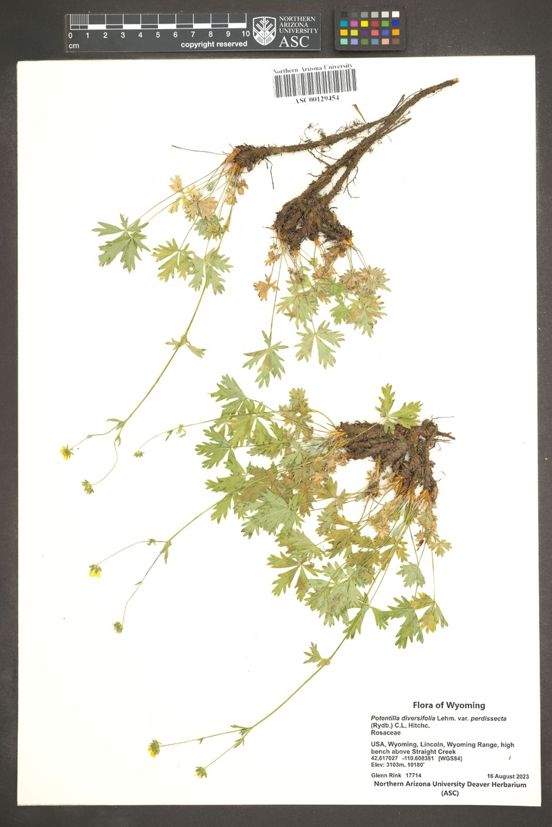 Potentilla glaucophylla var. perdissecta