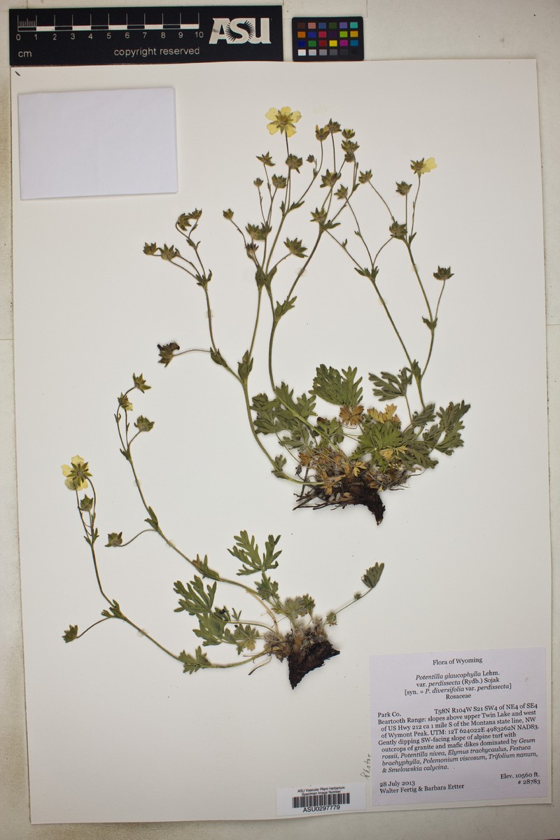 Potentilla glaucophylla var. perdissecta photo 2