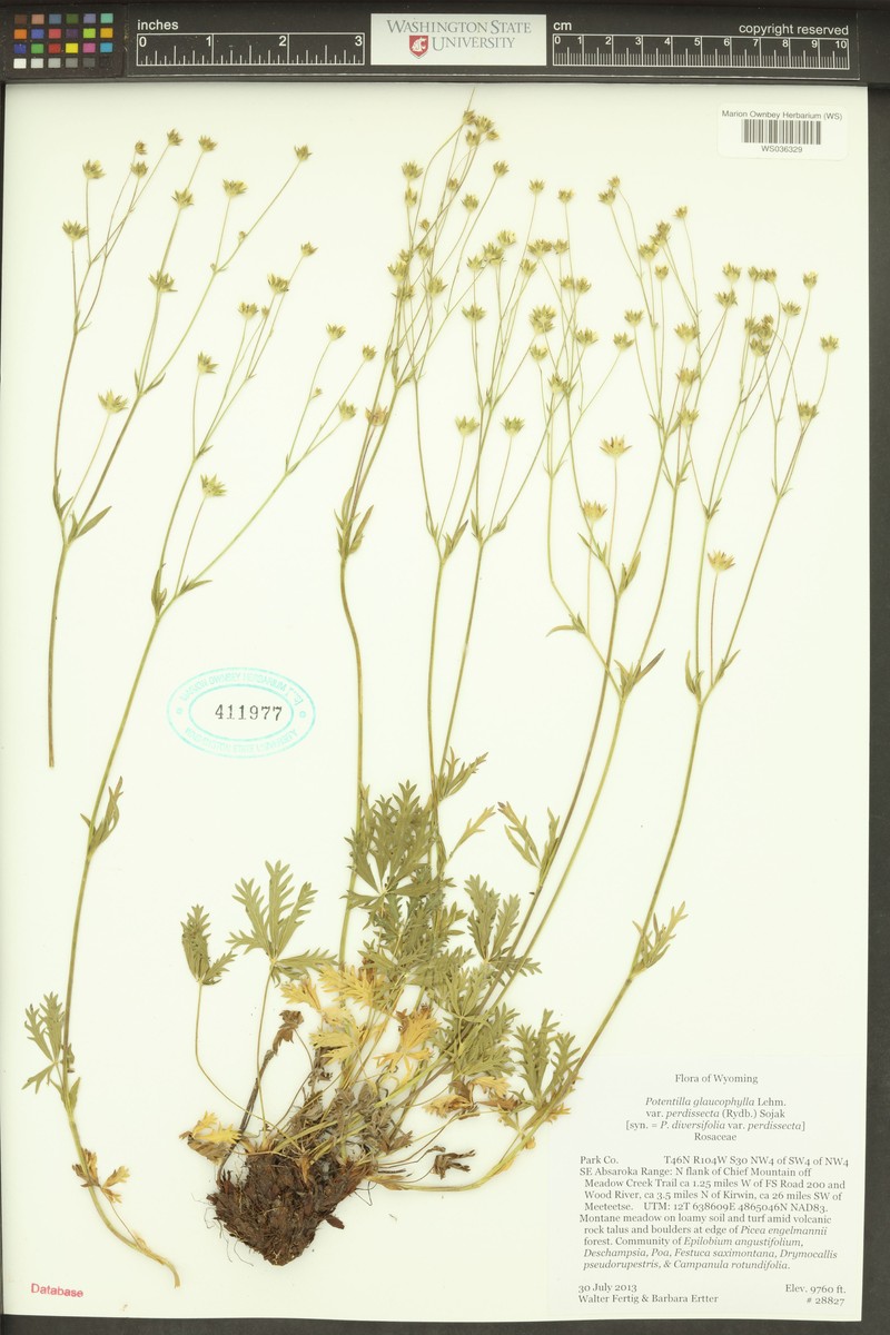 Potentilla glaucophylla var. perdissecta photo 3