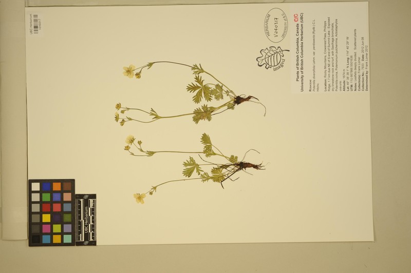 Potentilla glaucophylla var. perdissecta photo 4