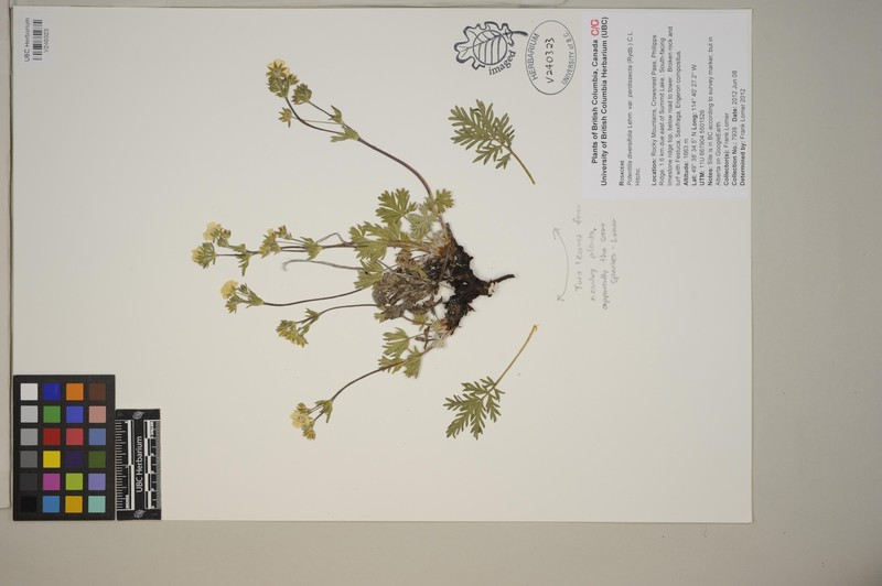 Potentilla glaucophylla var. perdissecta photo 5