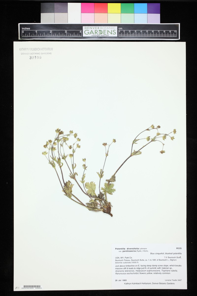 Potentilla glaucophylla var. perdissecta photo 6
