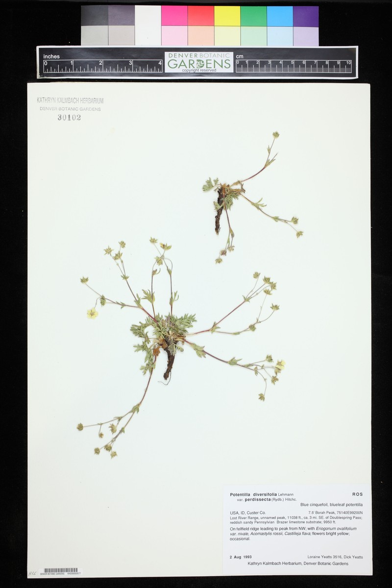 Potentilla glaucophylla var. perdissecta photo 7