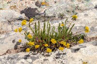 Gordon's Ivesia