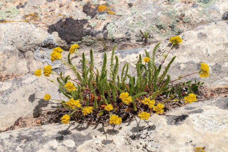 Gordon's Ivesia