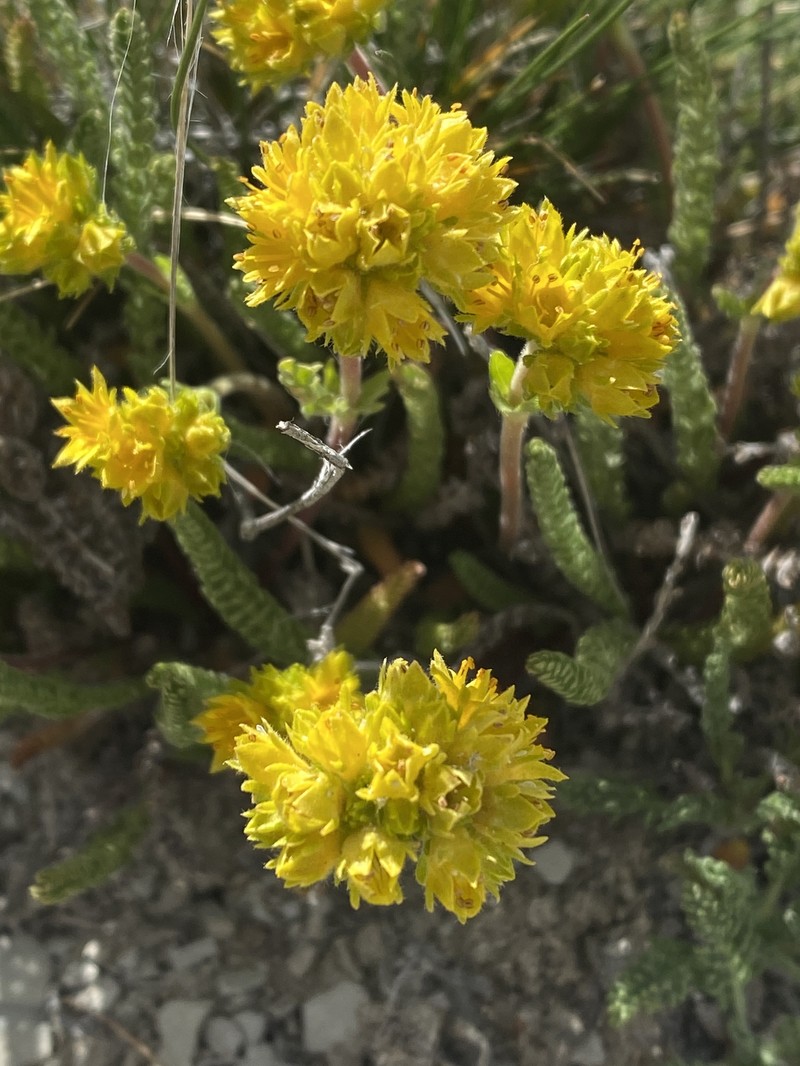 Gordon's Ivesia photo 2